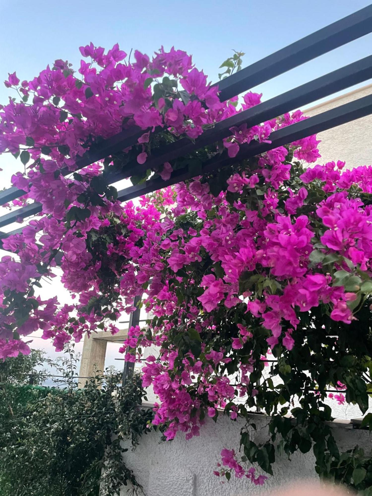 Havuzlu Ve Jakuzuli Lueks Bodrum